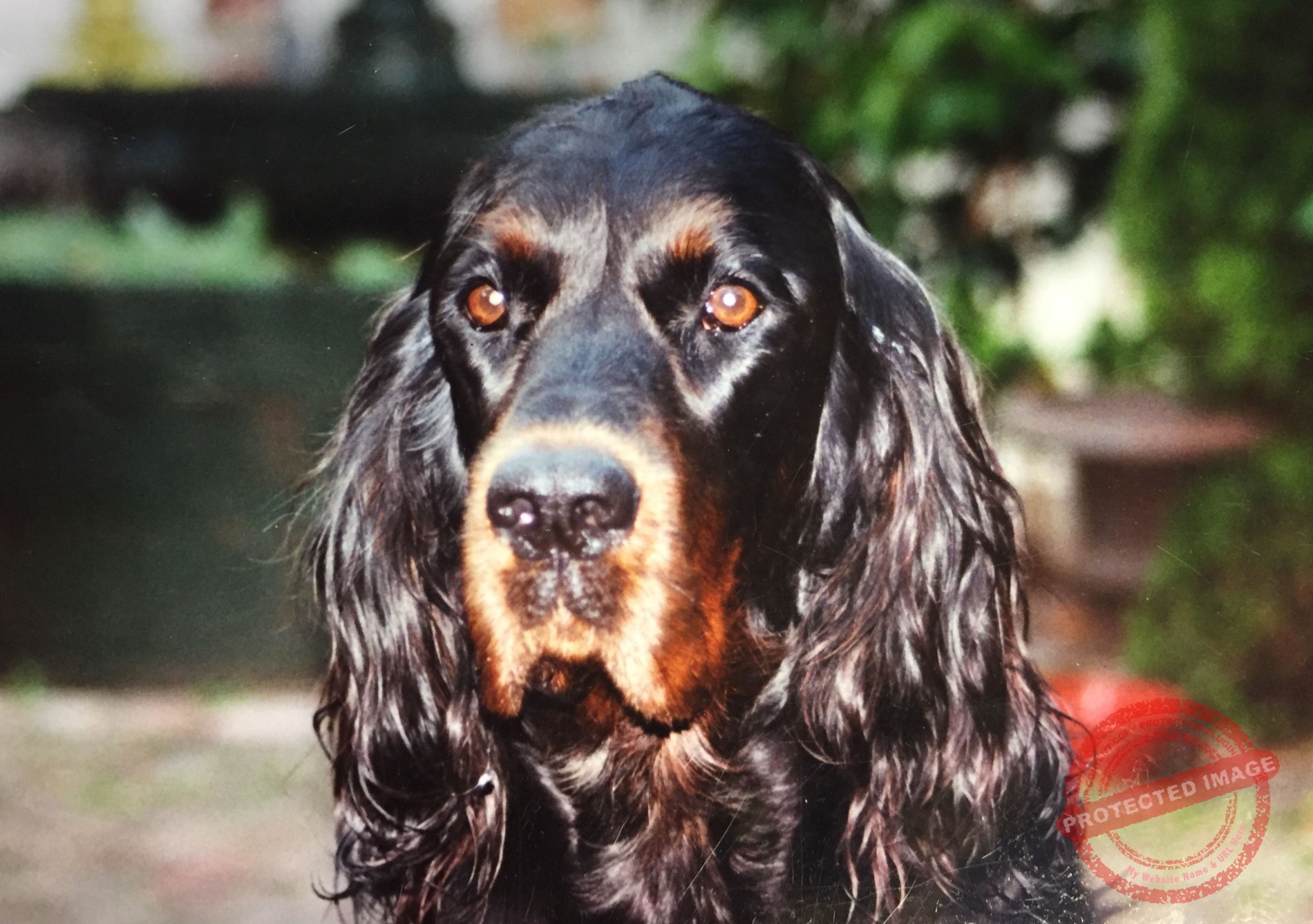 gordon setter noble friends